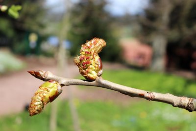 Populus lasiocarpa - topol chlupatý - jehnědy